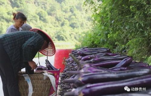 贵州捧瓜怎么吃,解锁传统美食的独特吃法