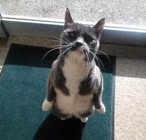 吃瓜猫图片,萌态可掬的瞬间捕捉