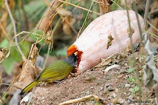 吃瓜小鸟的视频,揭秘视频中的趣味瞬间