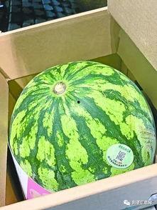 武汉吃瓜4人,武汉“吃瓜”四人生动演绎都市生活百态