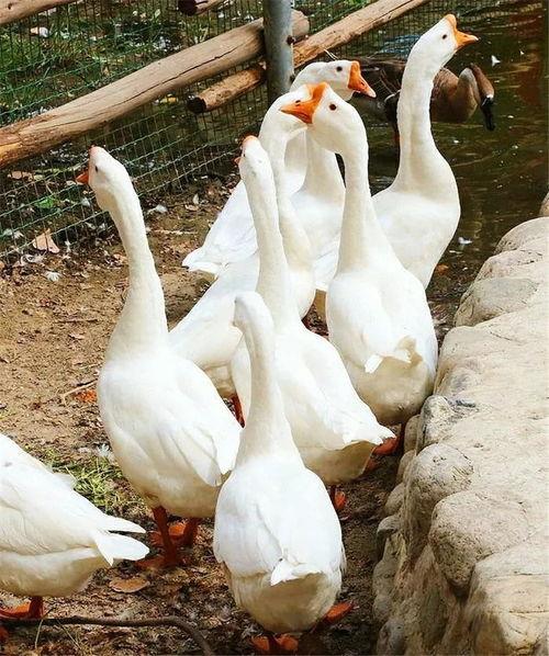 看鹅吃瓜,一场别开生面的生态奇观