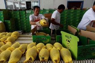 买不起瓜的吃瓜群众