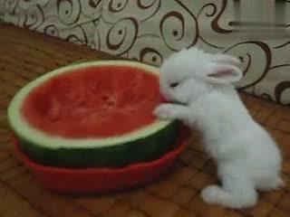 路过吃瓜的兔子,揭秘吃瓜背后的故事