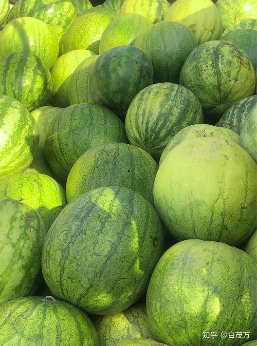 生病了吃籽瓜,生病时的天然良药