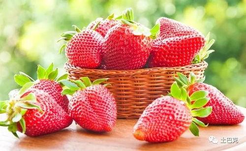 草莓吃瓜小说推荐,一场甜蜜与幽默交织的奇幻冒险之旅