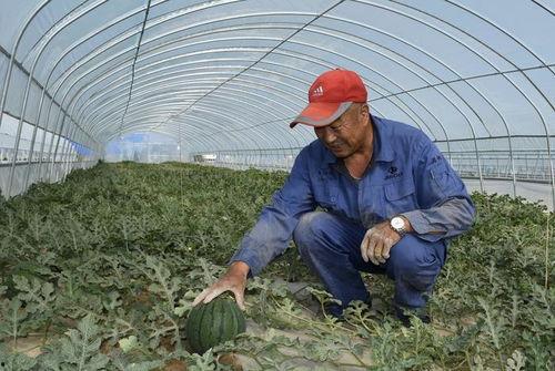吃瓜三农,揭秘农村生活的酸甜苦辣