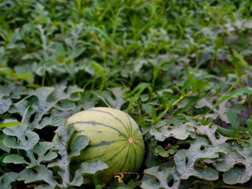 乡村吃瓜的情景,吃瓜群众欢乐多