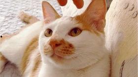 吃瓜纯牛马,揭秘网络热词背后的真实故事