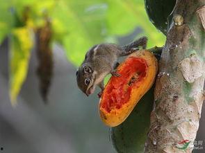 松鼠吃瓜的图片,夏日悠闲生活画卷