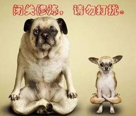 财经股票狗狗吃瓜,揭秘财经股票市场的趣味瞬间