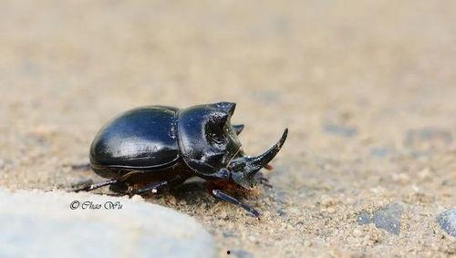 甲虫吃瓜,揭秘昆虫世界中的奇妙食性