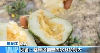 临沂吃瓜梁,揭秘当地特色美食背后的故事